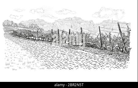 Landscape of vineyard with old town on horizon and clouds on the sky. Vector illustration in sketch style isolated on white. Stock Vector