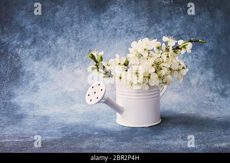 Blooming plum branch in white watering can on blue background. Copy space for text Stock Photo