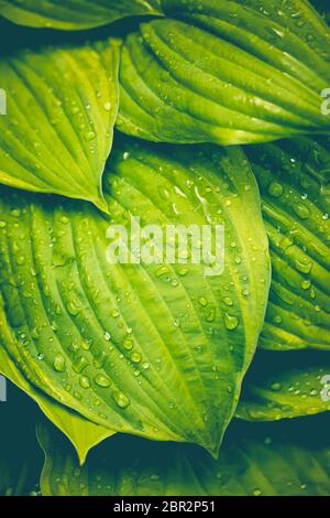Beautiful hosta leaves with raindrops, a nice green background. Toned image. Stock Photo