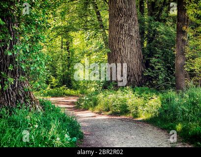 Bavaria, Germany - trail among woods at Isarauen national park, the green spot of dense trees along the Isar river near Munich, ideal place to walk an Stock Photo