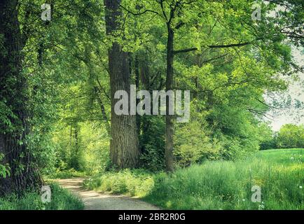 Bavaria, Germany - trail among woods at Isarauen national park, the green spot of dense trees along the Isar river near Munich, ideal place to walk an Stock Photo