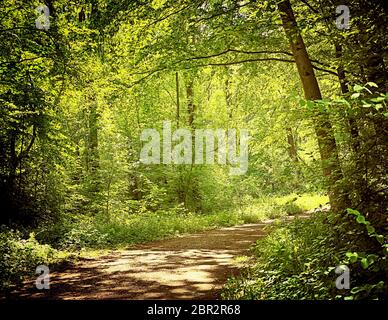 Bavaria, Germany - path among woods at Isarauen national park, the green dense  spot of trees along the Isar river near Munich, ideal place to walk, h Stock Photo