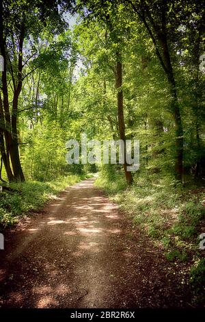 Bavaria, Germany - trail among woods at Isarauen national park, the green spot of dense trees along the Isar river near Munich, ideal place to walk, h Stock Photo