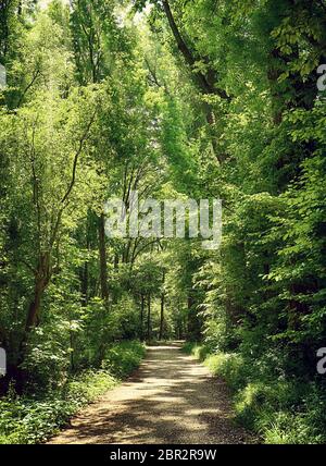 Bavaria, Germany - path among woods at Isarauen national park, the green spot of dense trees along the Isar river near Munich, ideal place to walk, hi Stock Photo