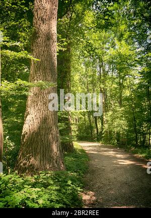 Bavaria, Germany - path among woods at Isarauen national park, the green dense spot of trees along the Isar river near Munich, ideal place to walk, hi Stock Photo