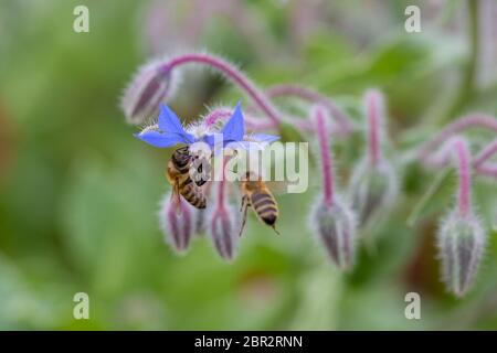Close up / macro of two bees next to a starflower (also known as borage; Boraginaceae family). One bee on the flowerhead, the other flying towards it. Stock Photo