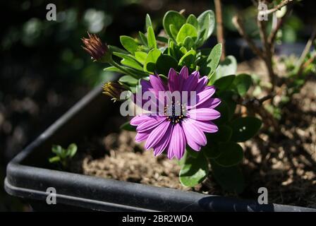 (Dimorphotheca ecklonis) Purple daisy flower in the spring sunshine Stock Photo