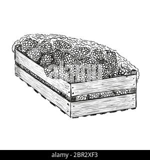 Grapes in wood box vector illustration in sketch style isolated on a white. Stock Vector