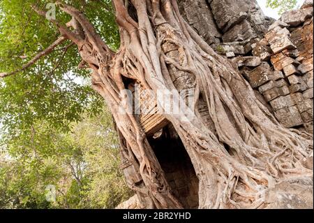 A Strangler Fig tree covers the Ta Som Temple entrance Tower. Angkor, UNESCO World Heritage Site, Siem Reap Province, Cambodia, Southeast Asia Stock Photo