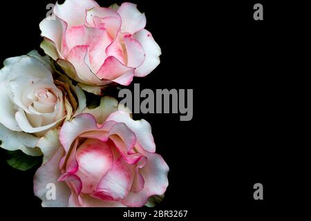 the three roses streaked with red on a black background Stock Photo