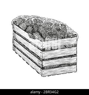 Grapes in two wood boxes one on another. Vector illustration in sketch style isolated on a white. Stock Vector