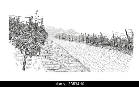 Landscape of vineyard beside stone road with clouds and sun in the sky. illustration in sketch style isolated on white background. Stock Vector