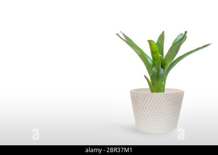 Green Bromeliad isolated on white background. Stock Photo