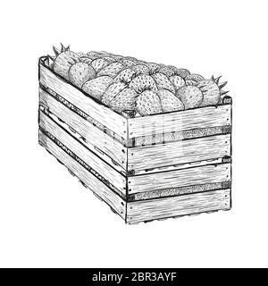 Strawberry berries in two wood boxes one on another. Vector illustration in sketch style isolated on white. Stock Vector
