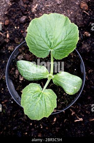 A young courgette plant in a pot, top view Stock Photo