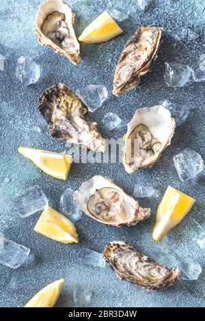 Raw oysters on the gray background Stock Photo