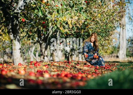 Beautiful asian woman in blue dress picking and smelling red apples in an orchard at Christchruch, New Zealand. Stock Photo