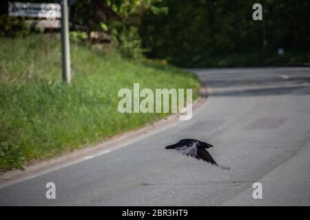 black rook on the meadow Stock Photo