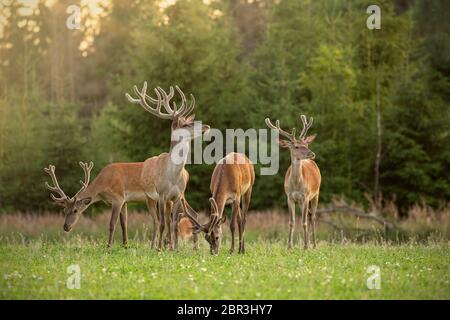 Herd of red deer, cervus elaphus, stags with antlers covered in velvet in spring. Group of wild animals in nature with fresh green vegetation at sunse Stock Photo