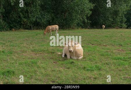 Cows called Blonde daquitaine resting in the meadow Stock Photo