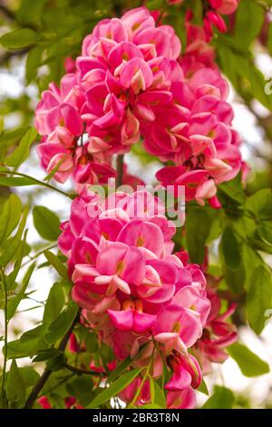 Blooming pink acacia bunch, Spring branch with clammy locust Robinia Viscosa or Robinia hispida Stock Photo