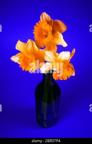 Orange daffodils or narcissus are in bottle on dark blue background. Stock Photo