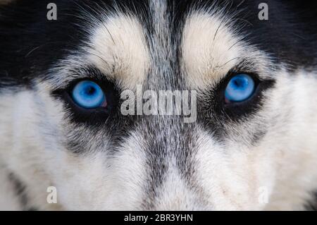 Staring and angry look at the photographer, blue wolf eyes Stock Photo