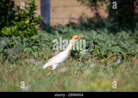 Closeup shot of  a Yellow Heron Bird known as Eastern cattle egret or Bubulcus Stock Photo