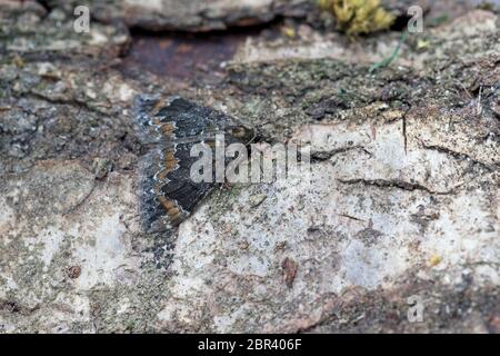Common Marbled Carpet (Dysstroma truncata) (Chloroclysta truncata) Stock Photo