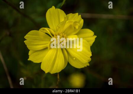 Yellow Cosmos flower (Cosmos sulphureus) in garden  close up Stock Photo