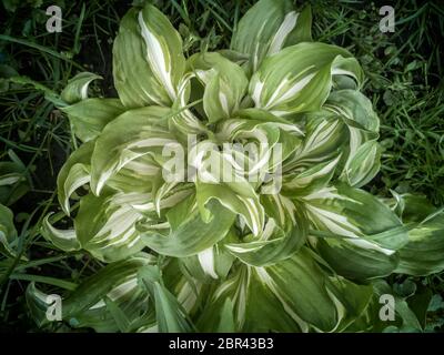 Decorative plant Hosta Undulata Mediovariegata for garden and Park design Stock Photo