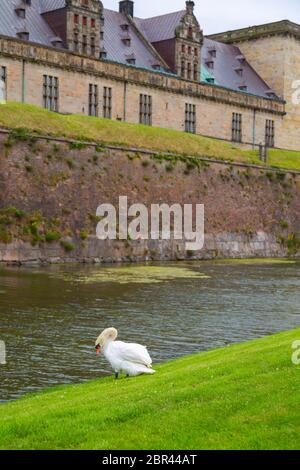 Swan near the protective moat with water around the Kronborg castle. Konborg castle made famous by William Shakespeare in his play about Hamlet situat Stock Photo