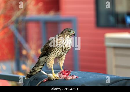 Coopers Hawk on a barbecue eating a headless rat in Portland, Oregon Stock Photo