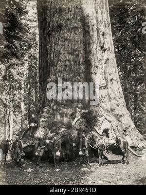 The Grizzly giant, sequoia tree, Marisposa Grove, California, men and horses in front of the tree Stock Photo