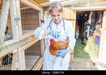 Veterinarian woman with syringe holding and injecting chicken on ranch background. Hen in vet hands for vaccination in natural eco farm. Animal care and ecological farming concept Stock Photo