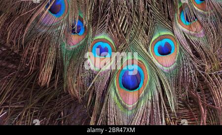 Closeup of peacock tail feathers. Stock Photo