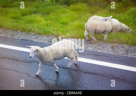 Sheep crossing an asphalt road, close-up. Sheep walking along road. Sheep grazing on pasture and crossing asphalt road, view from above. Stock Photo