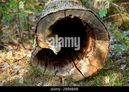 hollow tree trunk with heart shape in a forest in spain one autumn day Stock Photo