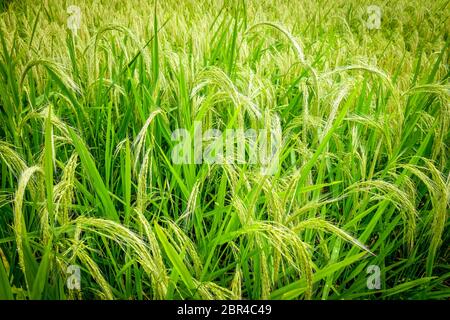 Paddy field rice detail in Munduk, Bali, Indonesia Stock Photo