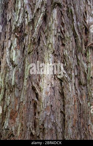 Abstract wooden background from wood brown bark texture Stock Photo
