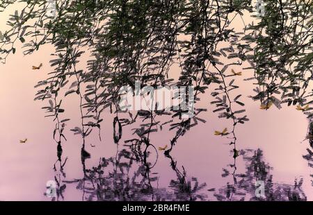 Dragonfly Congregating Under Branches of Tree hanging Over the Lake Stock Photo