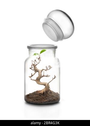 Life protection concept. Glass jar with cap and bonsai growing with soil  inside Stock Photo