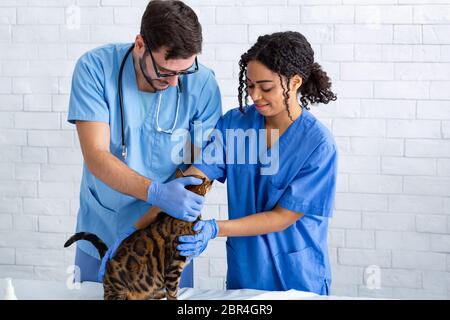 Veterinary medicine. Two vet doctors examining tabby cat at animal hospital Stock Photo