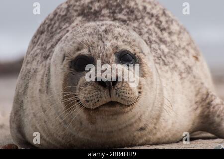 A seal on the beach in Helgoland Stock Photo