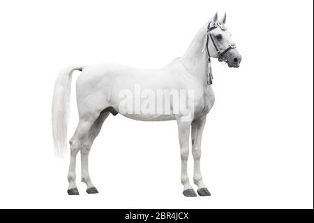 The beautiful gray stallion Orlov trotter breed in traditional russian harness stand isolated on white background side view Stock Photo