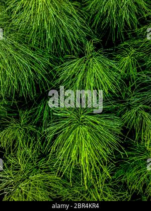 Background a texture furry tree branches green needles for a Christmas card Stock Photo