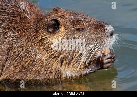 Nutria or coipo (Myocastor coypus) feeding in natural habitat, South America Stock Photo