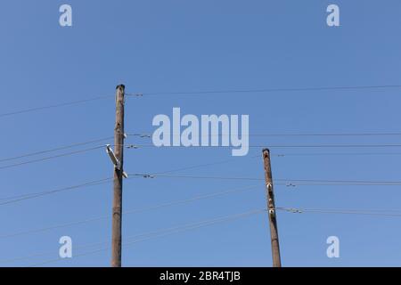 Two tall wooden power poles with lines, strain insulators, against a brilliant blue sky, horizontal aspect Stock Photo