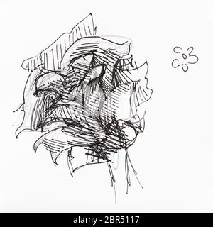sketch of flower hand-drawn by black ink on white paper Stock Photo