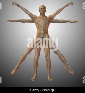 Vitruvian anatomy. Human model. 3D rendering Stock Photo